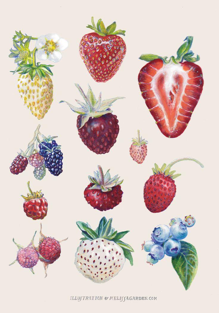 Berry Harvest Medley: Pure Farm Picked Wonders